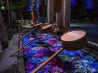 秋田北浦雲昌寺繡球花