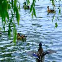 【東湖公園】觀賞野生水鴨，春天好去處