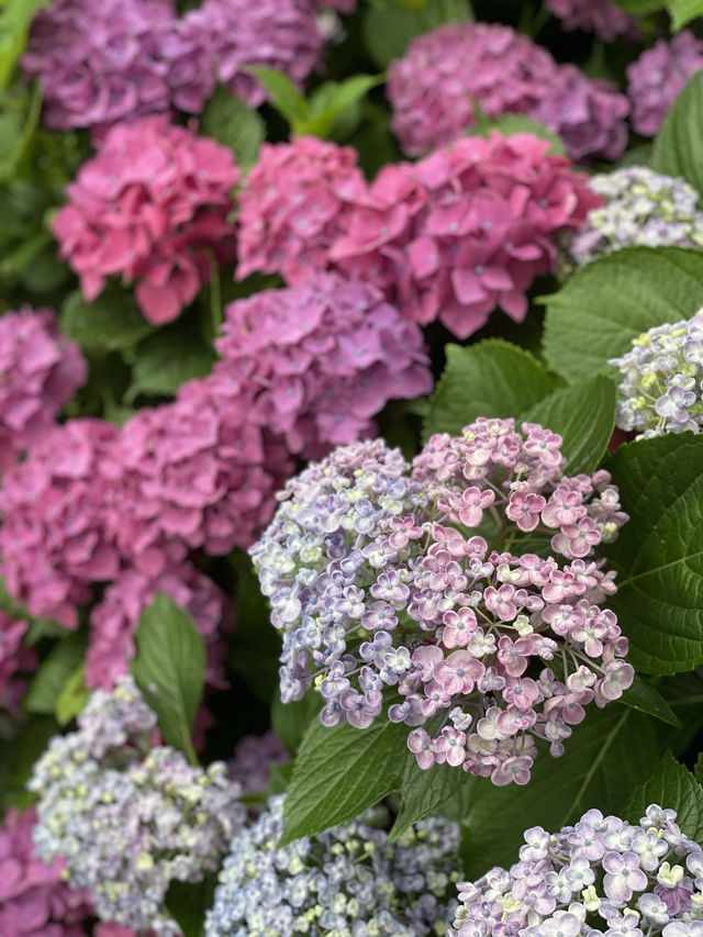 リピート決定💠🤗絶景すぎる紫陽花の楽園🤗💠