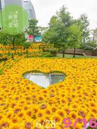 最速攻略🌻決して枯れないひまわり畑がパワーアップして帰ってきた😊去年の🌻2倍！！♡を探せ✨