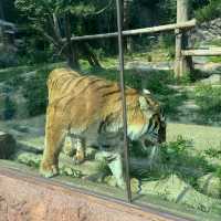【エバーランド】🎡遊園地🐼動物園👙ウォーターパーク