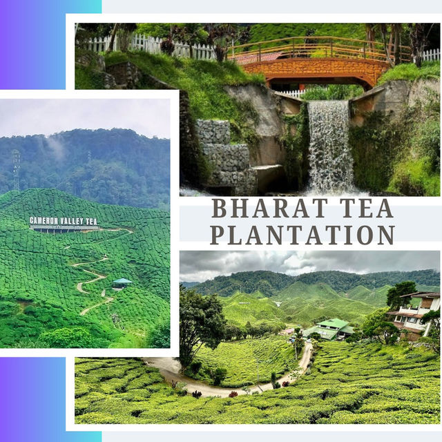 Steeped in Serenity: Bharat Tea Plantation, Cameron Highlands