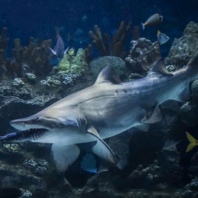 🌊 Dive into the Depths of Aquaria KLCC! 🌊