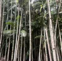 Mount Tambourine bushwalk