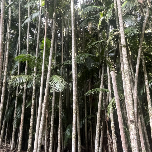 Mount Tambourine bushwalk