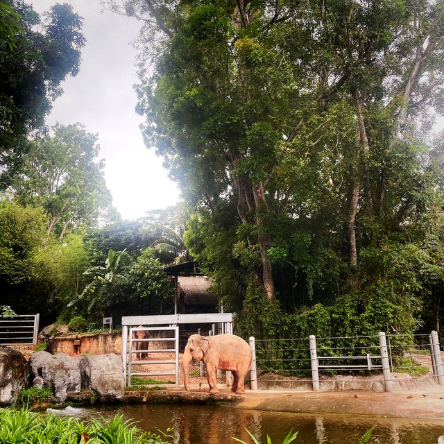 Singapore zoo