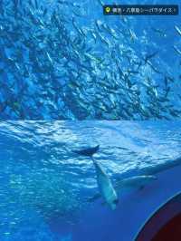 暑い夏は水族館で涼みませんか？まる1日楽しめる八景島シーパラダイス🐠🦭🫧【神奈川県】