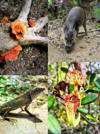 An awesome place in Sarawak for nature & wildlife experience