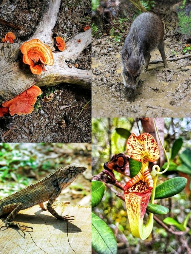 An awesome place in Sarawak for nature & wildlife experience