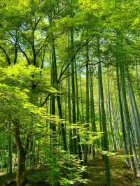 🇯🇵嵐山フォトジェニックスポット