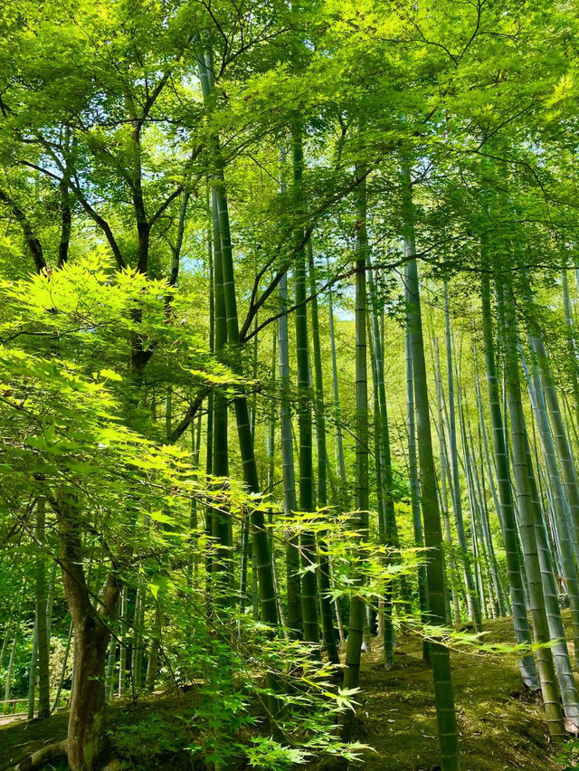 🇯🇵嵐山フォトジェニックスポット