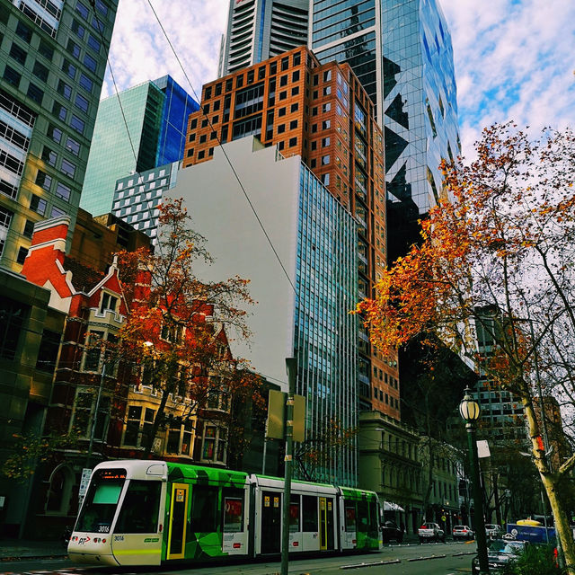 Melbourne's Golden Glow: Autumn's Warm Embrace