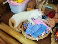 ตลาดโอ๊ะป่อย สวนผึ้ง ราชบุรี