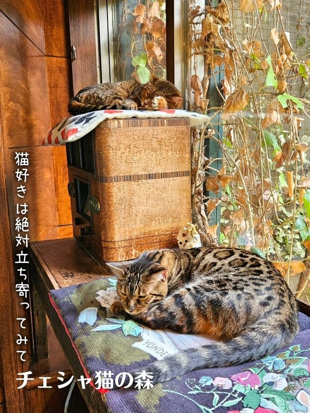 【大分】フォトジェニック「湯布院 フローラルヴィレッジ」