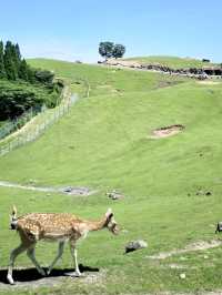 九州自然動物公園-坐可愛「叢林巴士」，與野生猛獸零距離接觸