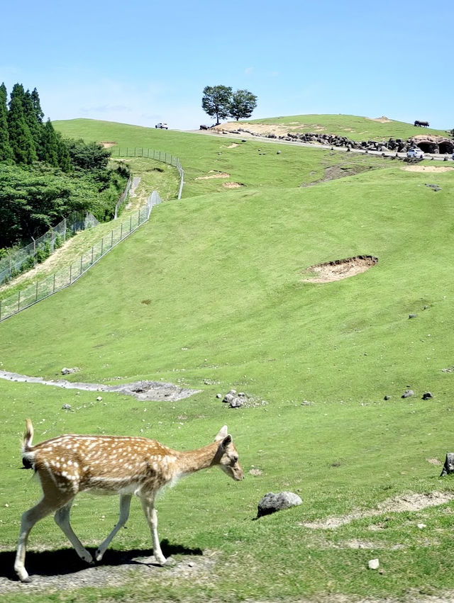 九州自然動物公園-坐可愛「叢林巴士」，與野生猛獸零距離接觸