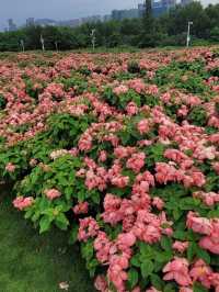 【深圳】流花山公園：粉紙花扇花海，美麗不熱