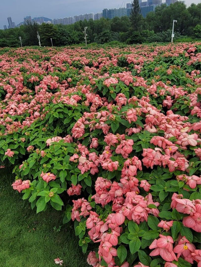 【深圳】流花山公園：粉紙花扇花海，美麗不熱