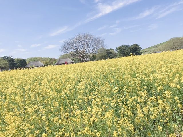 【茨城/ひたちなか】一面に広がる花畑
