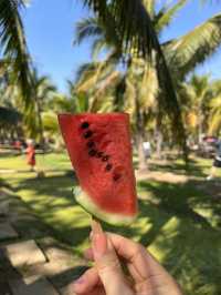 이런 숲 본적있어? 태국 코코아나무 숲🌴