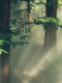 《森林》櫻桃溝：自然美景，適合喜愛植物和尋求靜謐的遊客