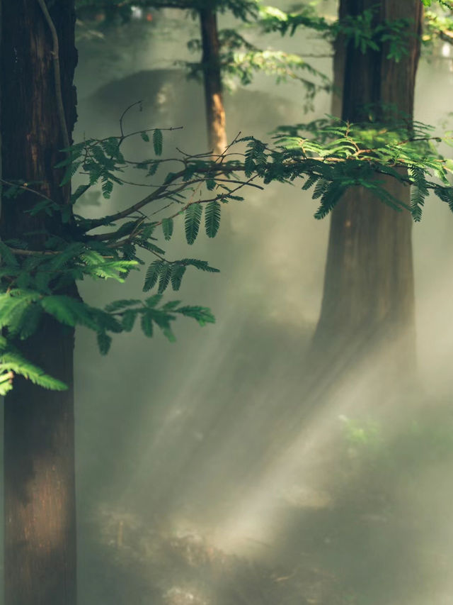 《森林》櫻桃溝：自然美景，適合喜愛植物和尋求靜謐的遊客