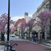 🌸 東京ミッドタウン - 六本木の洗練された都市空間と檜町公園の桜
