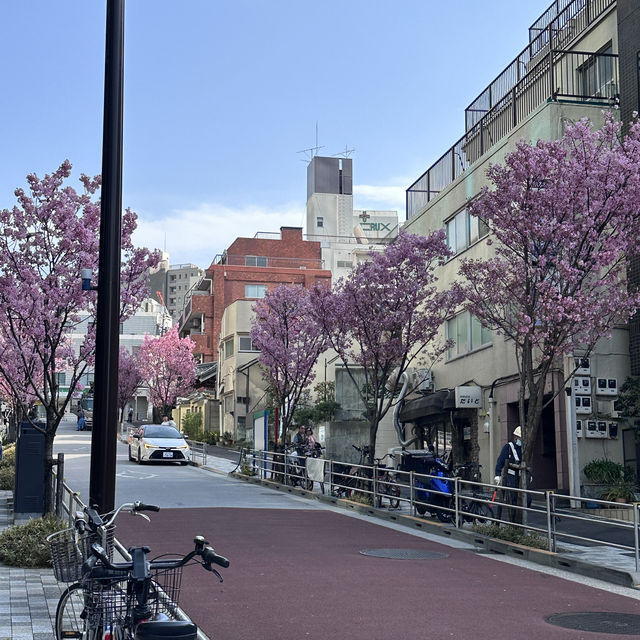 🌸 東京ミッドタウン - 六本木の洗練された都市空間と檜町公園の桜