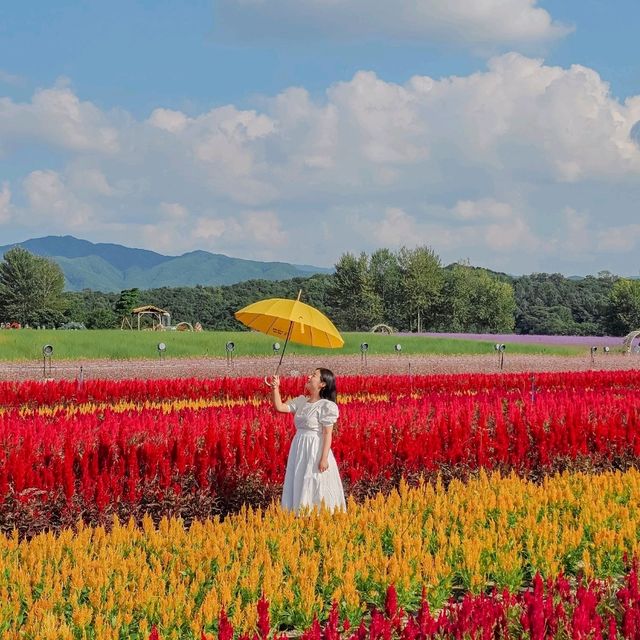 가을, 철원 고석정 꽃밭을 가야하는 이유💐