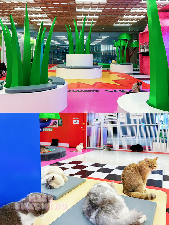 ⭐️又擼乖巧貓咪🐈🐈⬛ ⭐️又擼乖巧貓咪🐈🐈⬛