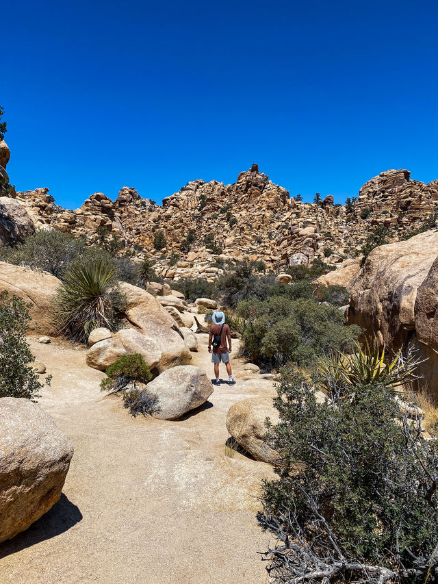 Hidden Valley Nature Trail: A Captivating Hike in Joshua Tree National Park