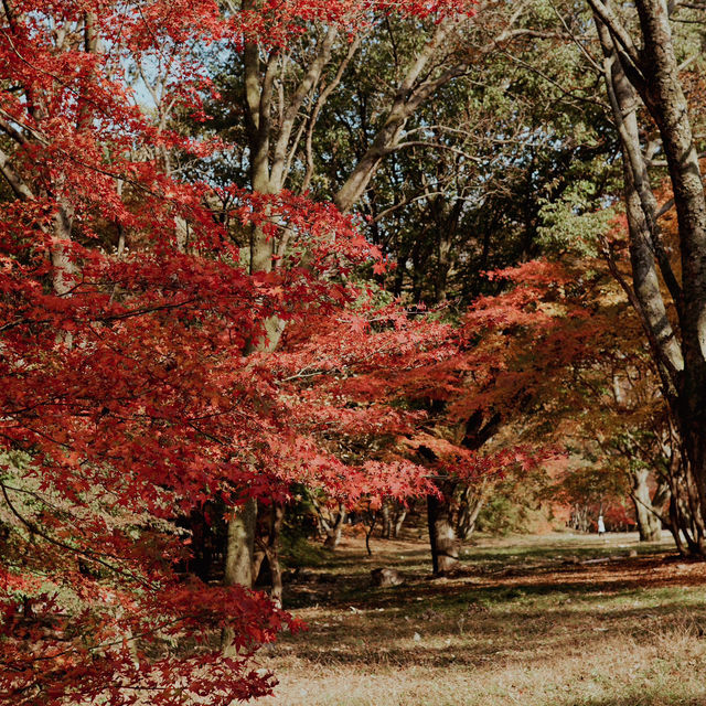 Autumn in Naejangsan – The Season of Yellow and Red