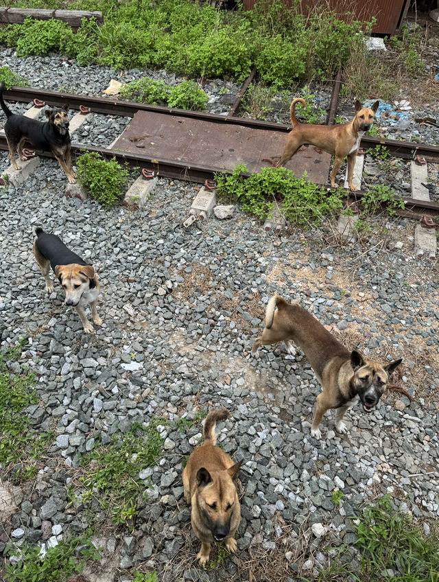 นั่งรถไฟเชียงใหม่-แพร่ | ฤดูฝน 🚃⛰️🌿🌳