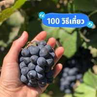 ไปเก็บองุ่นกัน🍇
