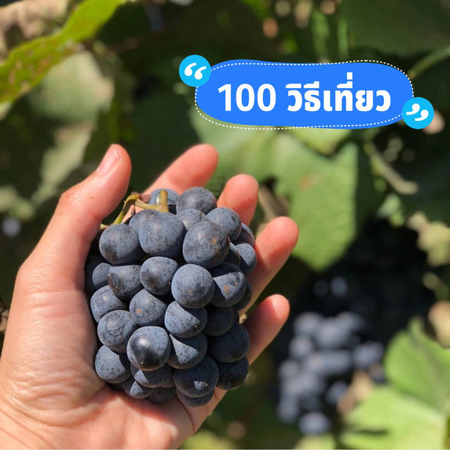 ไปเก็บองุ่นกัน🍇