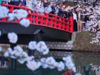 【青森/弘前】しぬまでに見たい弘前城のさくら