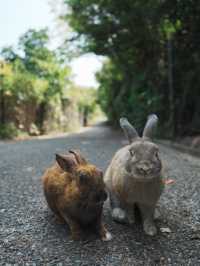 【広島観光】癒しのうさぎ天国！広島「大久野島」🐰🌿