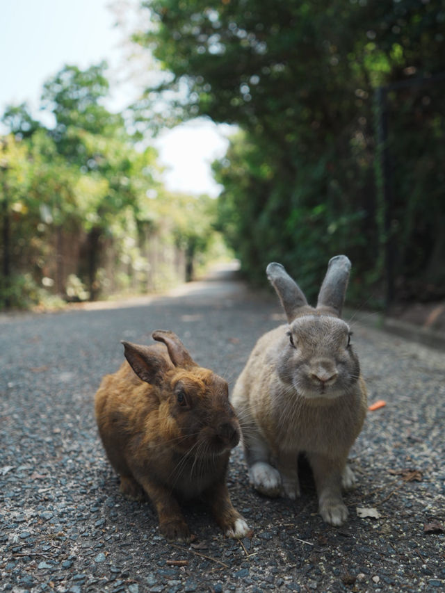 【広島観光】癒しのうさぎ天国！広島「大久野島」🐰🌿