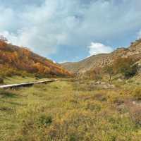 哈達門高原牧場：秋色宜人的自然天堂 🍂🐑