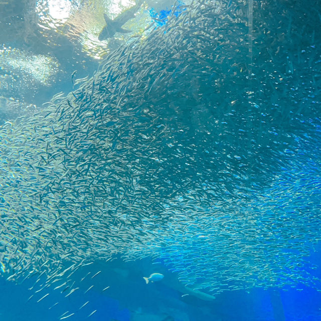 茨城　大洗水族館🪼