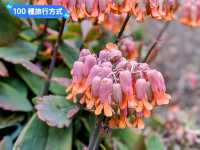 墨爾本賞花-南半球百花綻放的皇家植物園