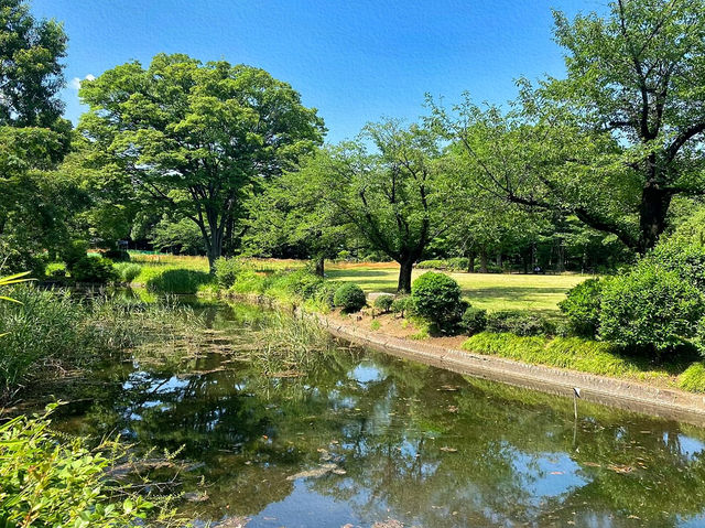 北の丸公園：自然與歷史交融的東京綠洲🌳