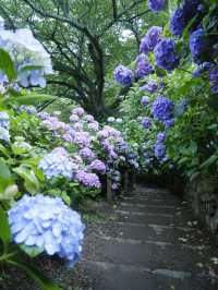 六月限定：日本最大繡球花海