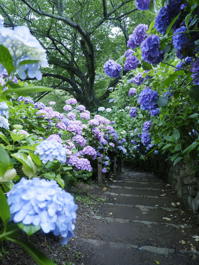 六月限定：日本最大繡球花海