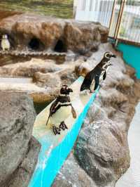 【 東京 品川 】本当は秘密にしたい東京の穴場水族館