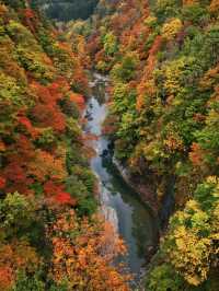 【秋田】橋の上から見る紅葉の景色は圧巻‼️東北トップクラスの紅葉スポット✨※攻略付き