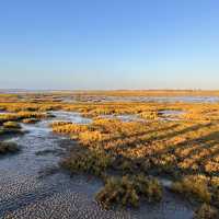 Explore the beauty of Gaomei Wetland Taichung