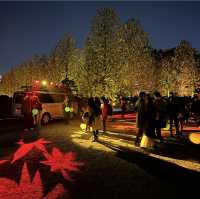 อุทยานแห่งชาติชินจูกุเกียวเอน(งาน light up autumn)