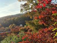 형형색색의 한국의 가을로 오세요 🍂
