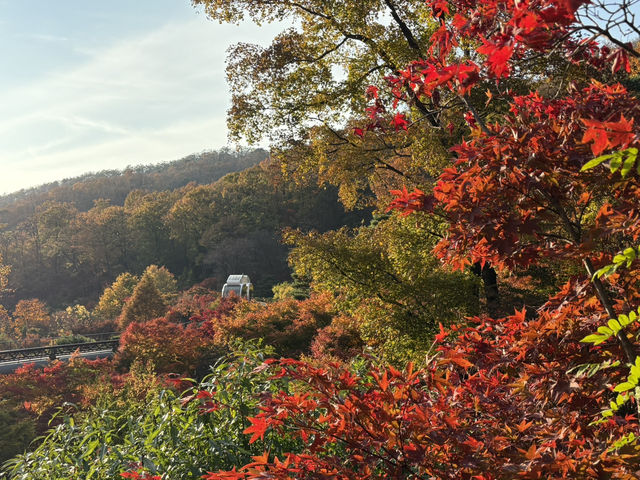 형형색색의 한국의 가을로 오세요 🍂